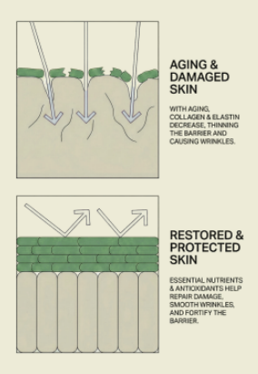 Aging and damaged skin graphic